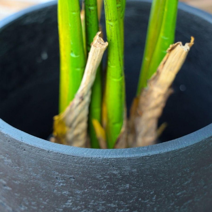 Anto Black Cement Planter 13” | Cement Cement Cement