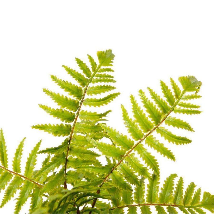 Bali Potted Faux Fern | Artificial Plants & Trees Artificial Plants Artificial Plants & Trees