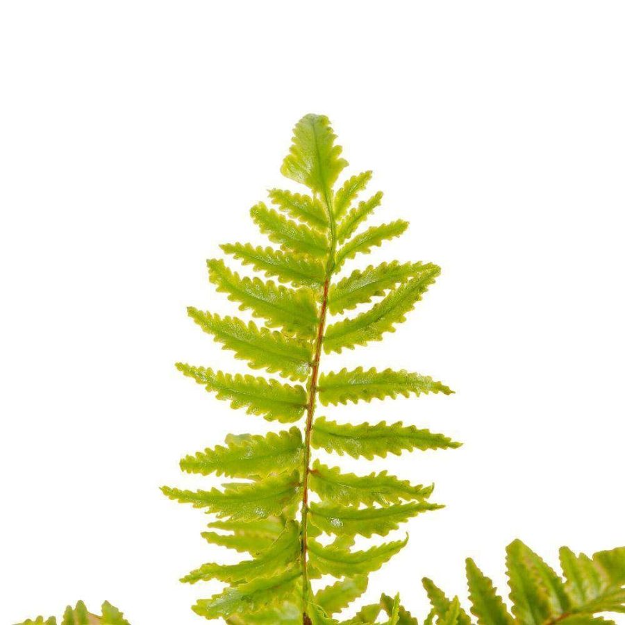 Kuta Potted Faux Fern | Artificial Tabletop Plants Artificial Plants Artificial Plants & Trees